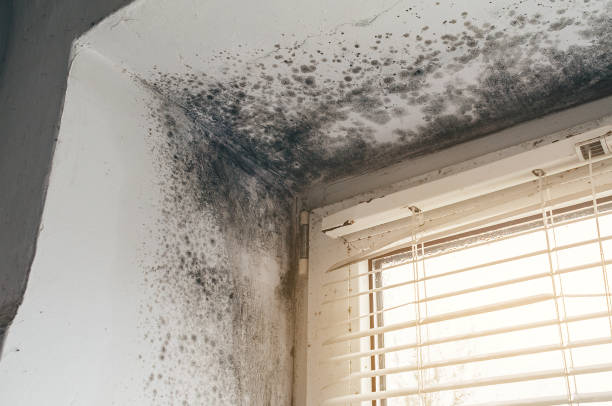 Affordable Attic Mold Removal solutions in Seguin, TX